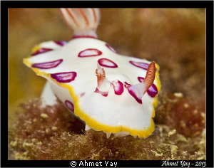 Pink spotted nudi...
Canon 600D - Canon 60 mm - 2xYS-D1... by Ahmet Yay 